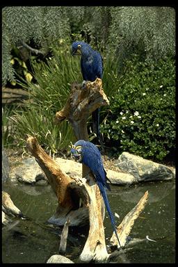 Ppar005-Hyacinth Macaws-pair on log.jpg
