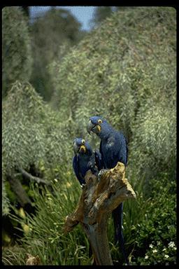 Ppar006-Hyacinth Macaws-pair on log.jpg