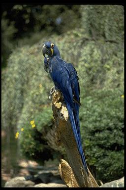 Ppar008-Hyacinth Macaw-perching on log.jpg