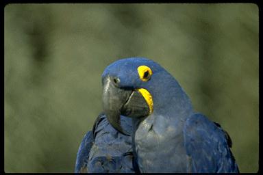Ppar013-Hyacinth Macaw-closeup.jpg