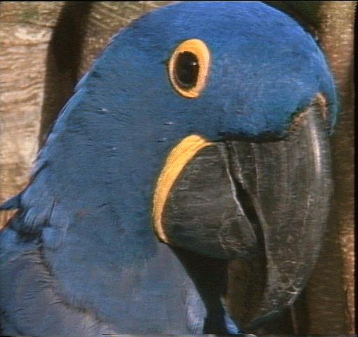 xlast-Hyacinth Macaw-face closeup.jpg