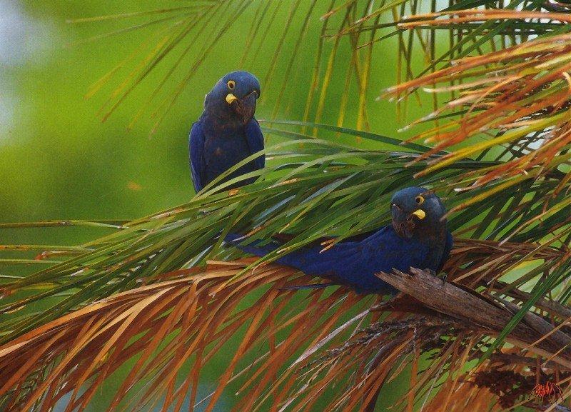 lear\'s macaw (anodorhynchus leari).jpg