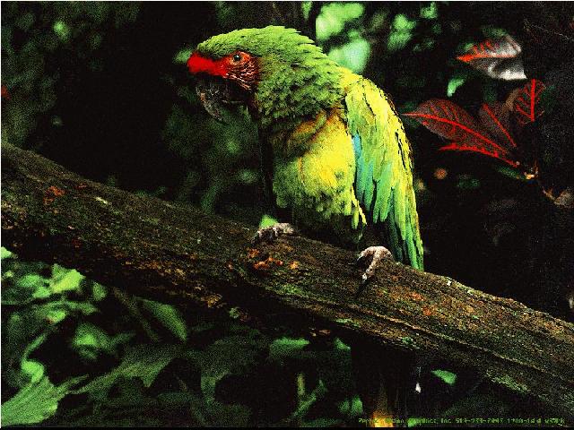 pvwild18-Military Macaw-perching on log.jpg