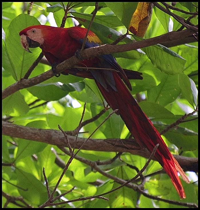 corco-Scarlet Macaw-6.jpg