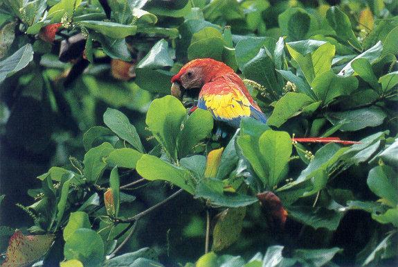 lj Helen&Marty Saccone Scarlet Macaw-Corcovado NP Costa Rica.jpg