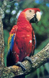 lj Scarlet Macaw.jpg