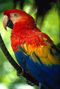 Papegoja1-Scarlet Macaw-perching on branch-closeup.jpg