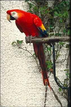 Papegoja3-Scarlet Macaw-perching on branch.jpg