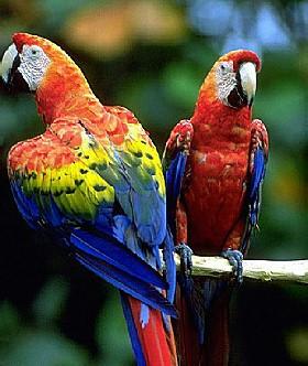 Papegoja7-Scarlet Macaws-pair perching on branch.jpg