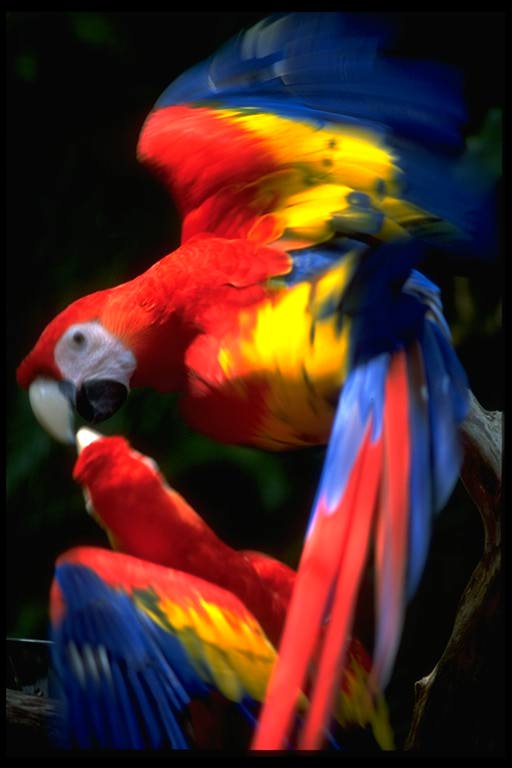 parrot00-Scarlet Macaw.jpg