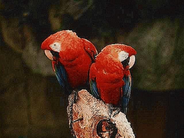 parrot-Scarlet macaws-pair on log.jpg