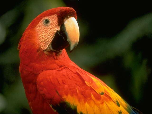Scarlet Macaw-Looking Back.jpg