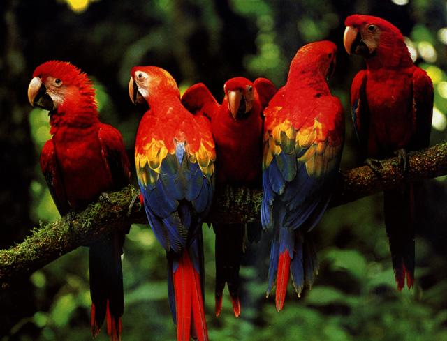 Scarlet Macaws-Flock-on log.jpg