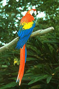 SDZ 0291-Scarlet Macaw-On Log.jpg