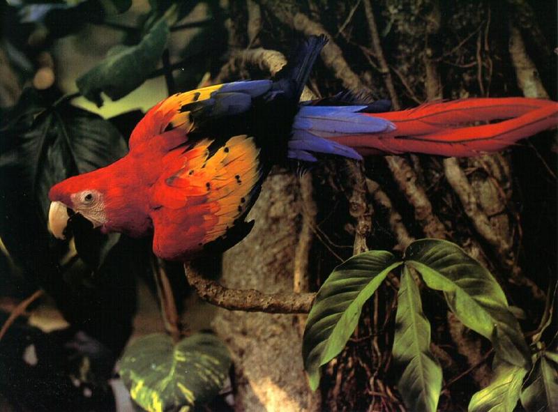 wldf9907-Scarlet Macaw.jpg