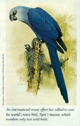 Crib-Blue Parrot-Spix\'s Macaw.jpg