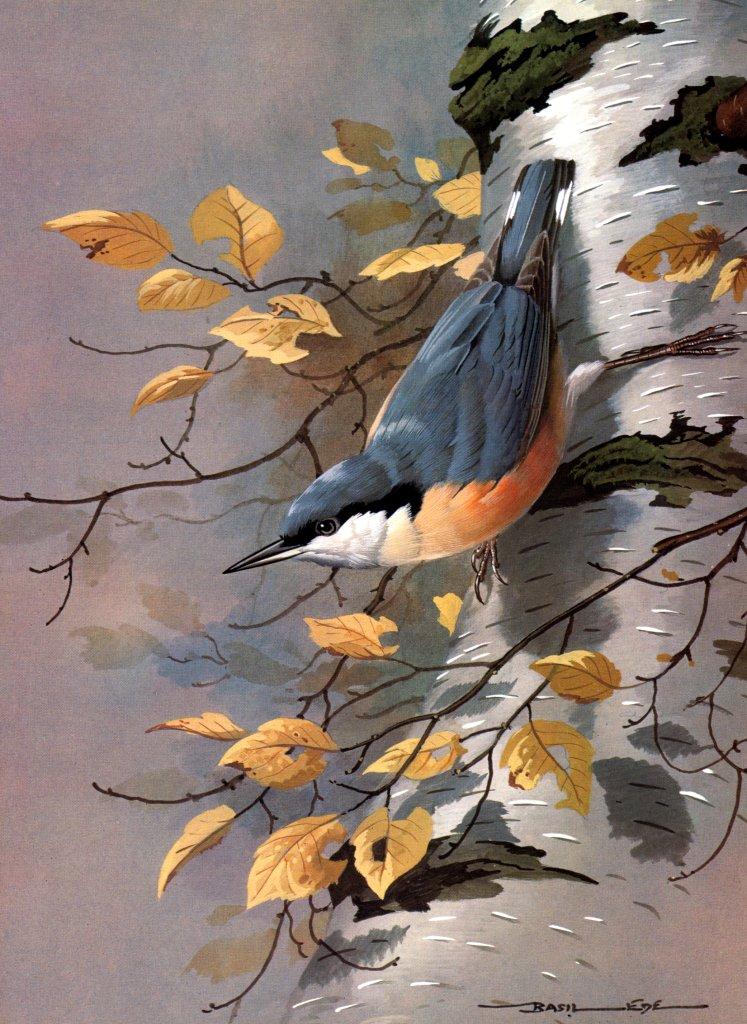 Basil Ede British Birds-NutHatch NC.jpg