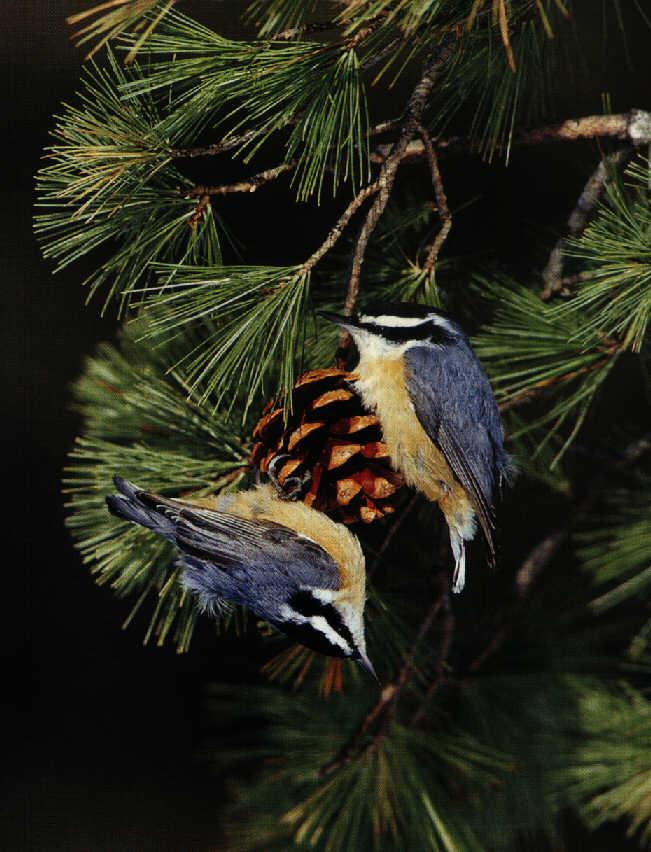 Red Breast Nuthatches-On Pinecone.jpg