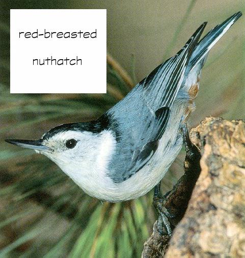 Red-breasted Nuthatch 00.jpg