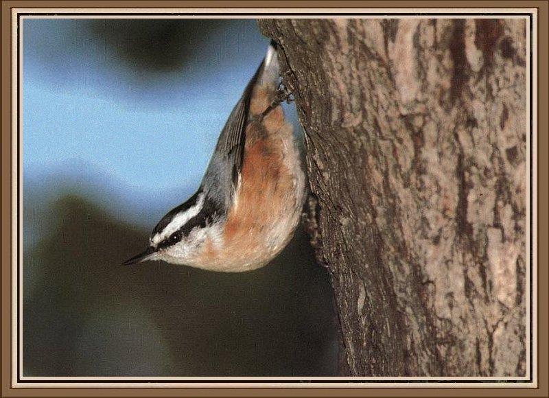 Red-breasted Nuthatch 01.jpg
