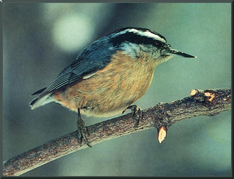 Red-breasted Nuthatch 04.jpg