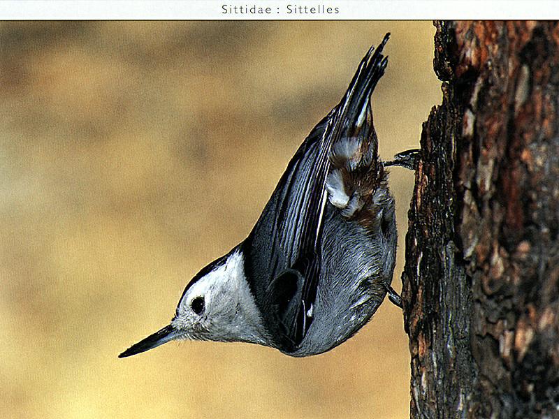 Ds-Oiseau 030-White-breasted Nuthatch-downtree.jpg