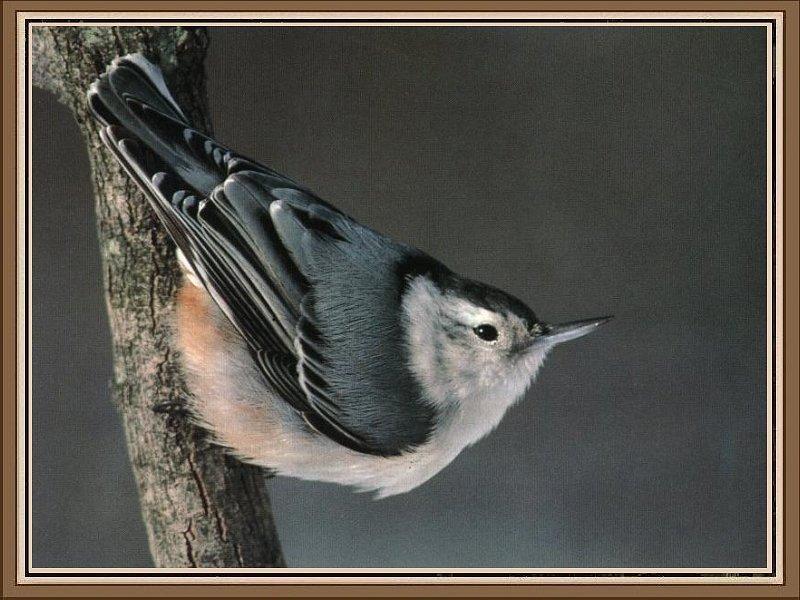 White-breasted Nuthatch 01.jpg