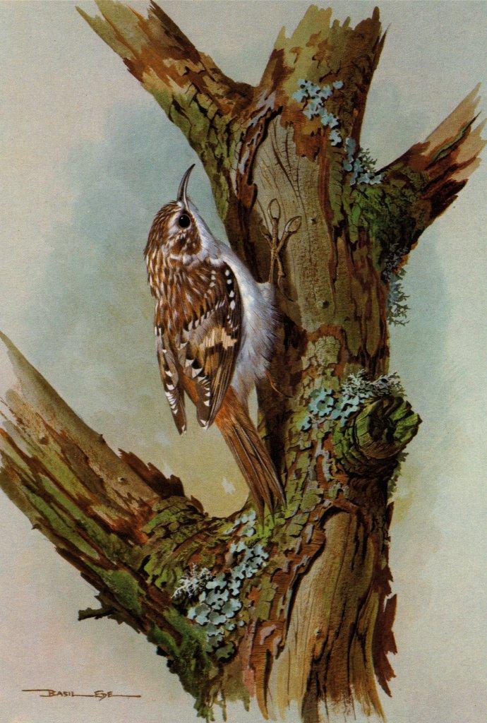 Basil Ede British Birds-TreeCreeper NC.jpg