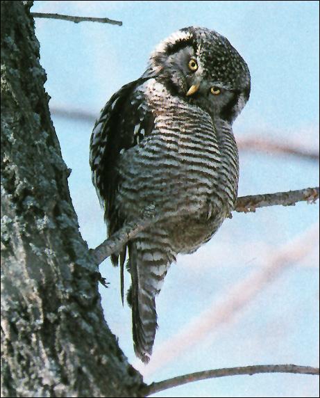 Hawk Owl 01-On Branch-In Oddity.jpg
