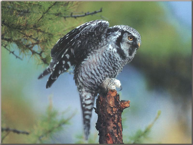 Hawk Owl Just landing on log-tip.jpg