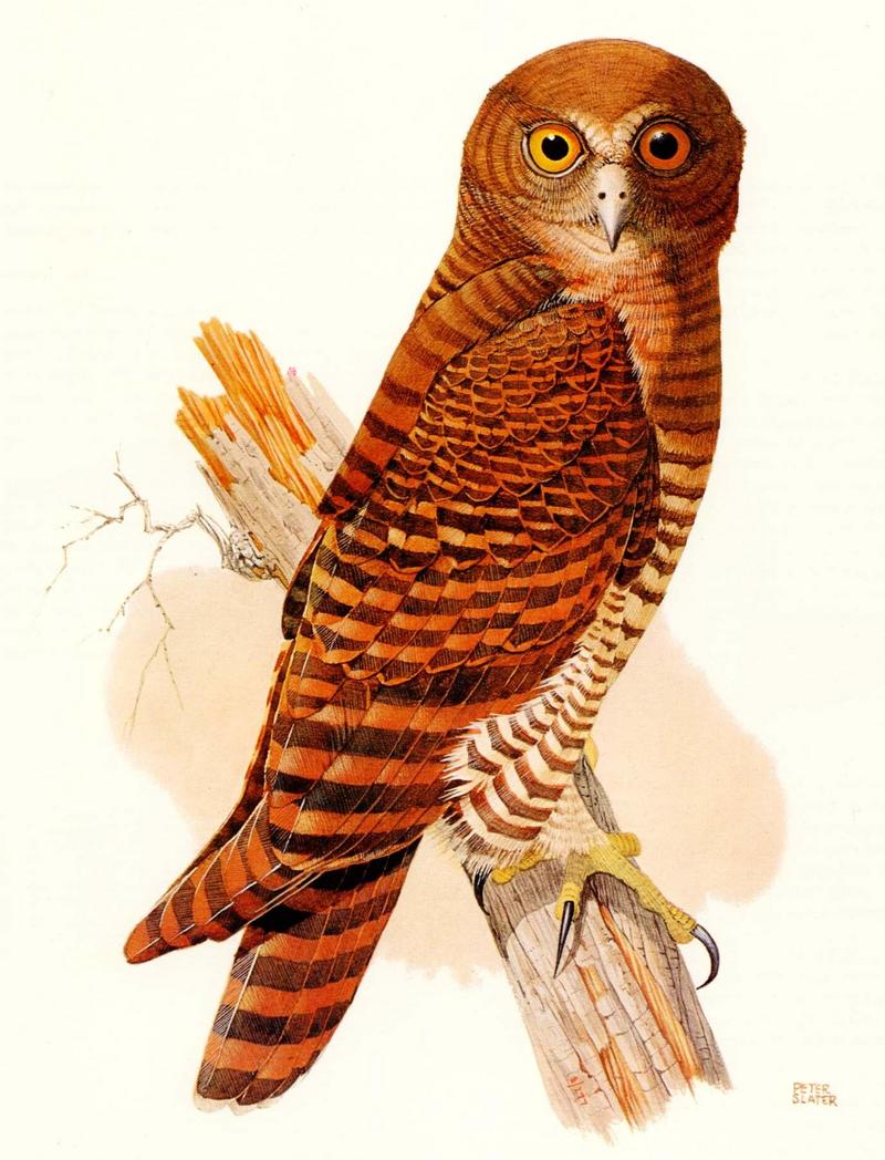 AES oz 035 Christmas island hawk owl - ninox squamipila natalis.jpg