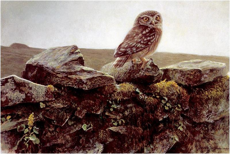 Bateman - Little Owl on Stone Fence 1994 zw.jpg