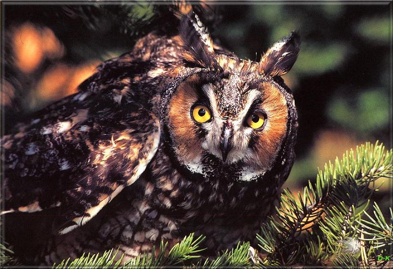 dk 065 Long Eared Owl.jpg