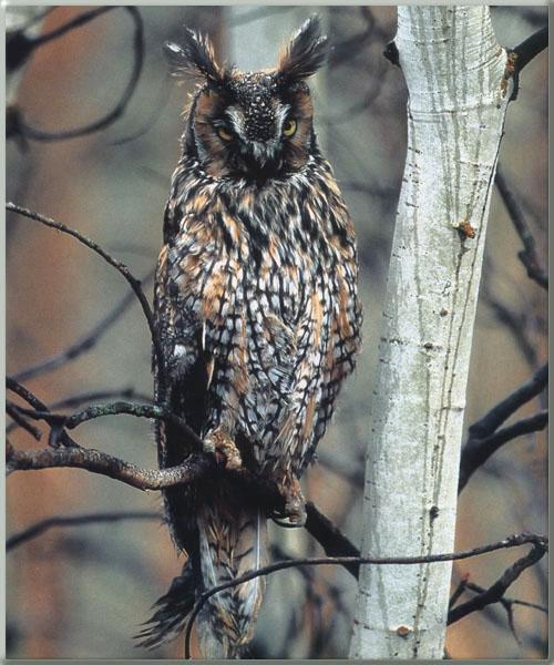 Long-eared Owl Sitting on branch.jpg