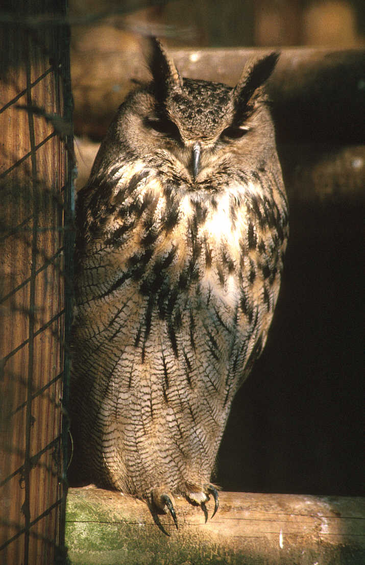 PWP1 110-Long-eared Owl.jpg