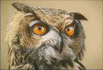 Uv 1-Long-eared Owl-face closeup-painting.jpg