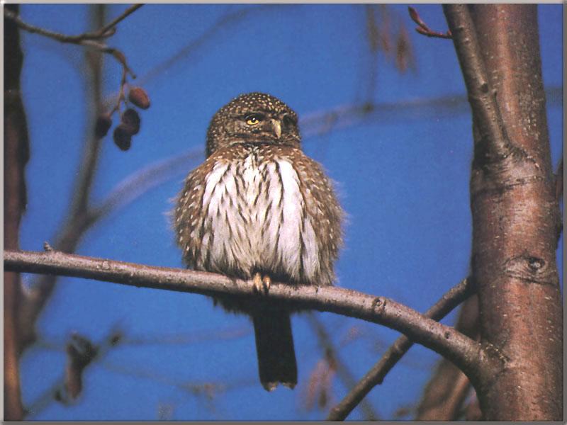 Pygmy Owl-Sitting on branch.jpg