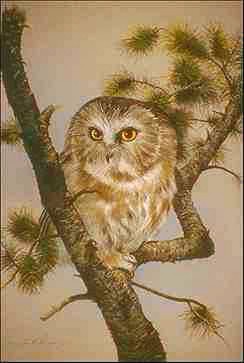 Uggla 1-Saw-whet Owl-perching on pine tree-painting.jpg