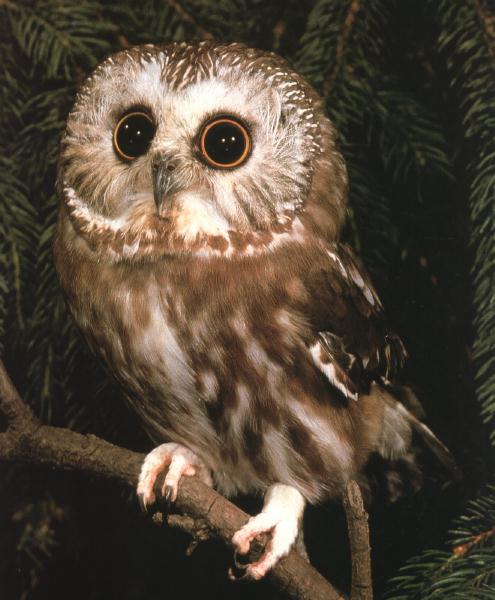 Saw-whet Owl 0.jpg