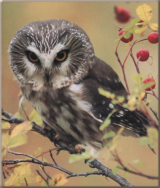 Saw-whet Owl On Fruit Tree-Closeup.jpg