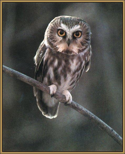 Saw-whet Owl 01-On Branch.jpg