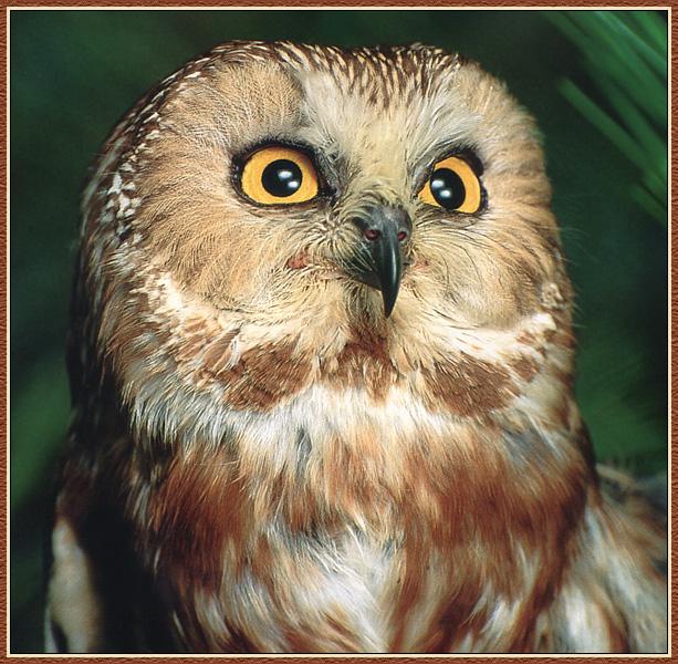 Saw-whet Owl 02-Face Closeup.jpg