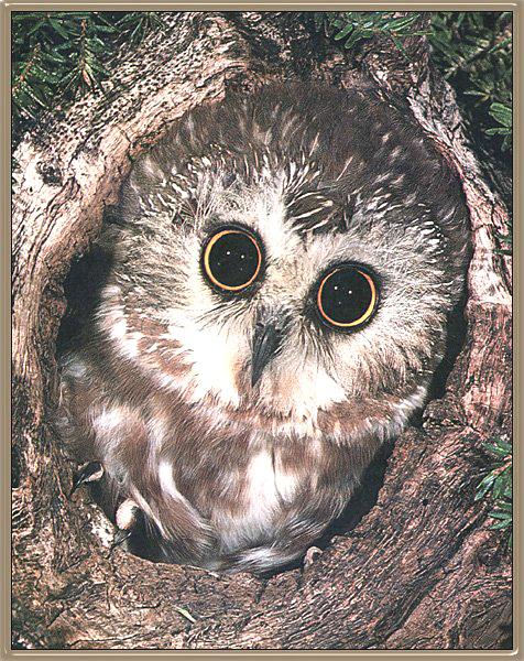 Saw-whet Owl 03.jpg