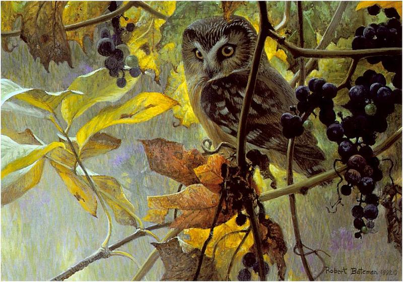 Bateman - Saw-whet Owl and Wild Grapes 1992 zw.jpg