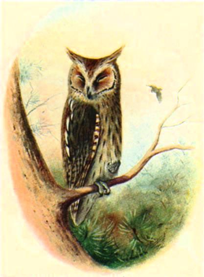 Scops Owl-Sleepy on branch-Painting.jpg