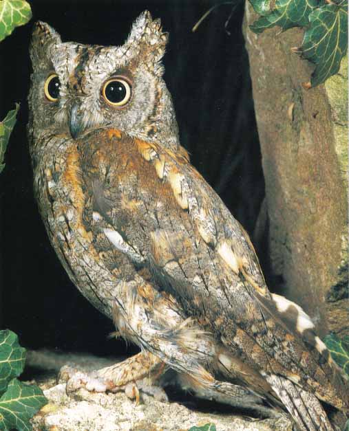 Awhat Bird 17-Scops Owl-Perching on tree.jpg