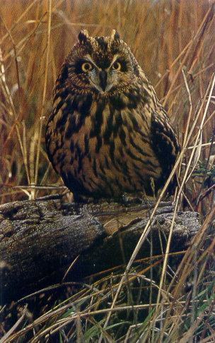 lj Short-eared Owl.jpg
