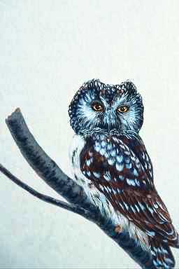 Bird Painting-Short-eared Owl 1-on tree.jpg