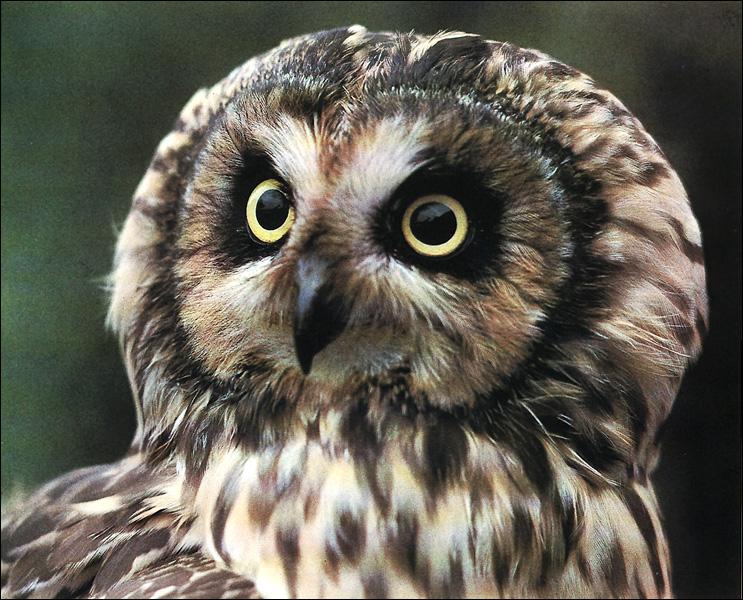Short-eared Owl Face.jpg