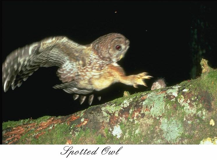 40owlms-Spotted Owl catching mouse on log.jpg